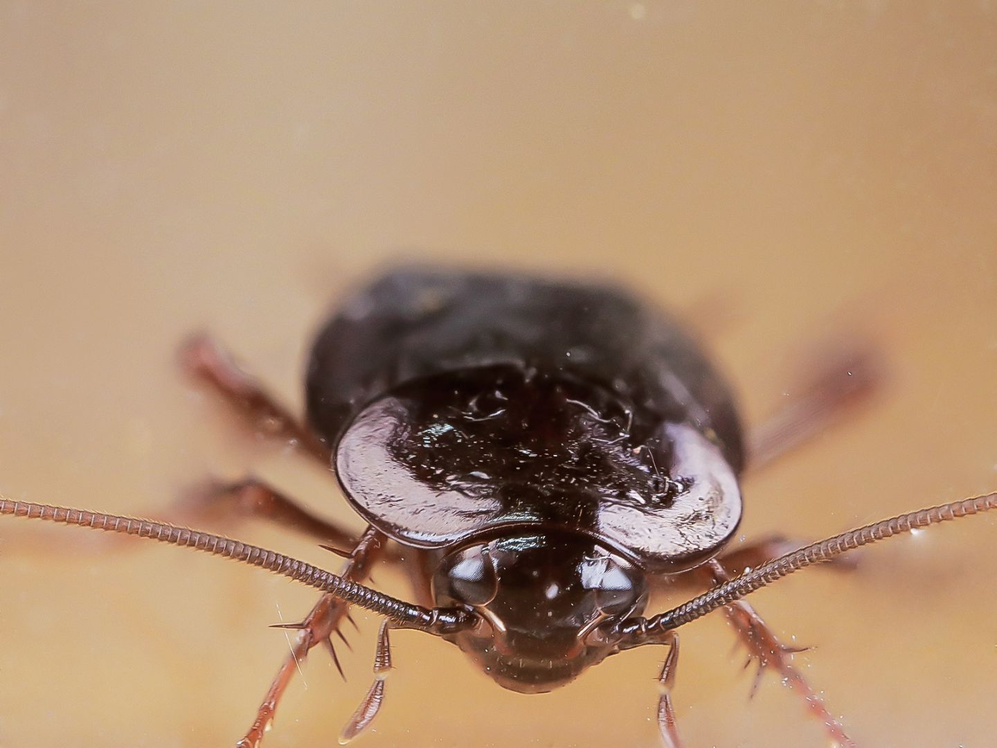 Blattidae - Blatta orientalis (maschio)